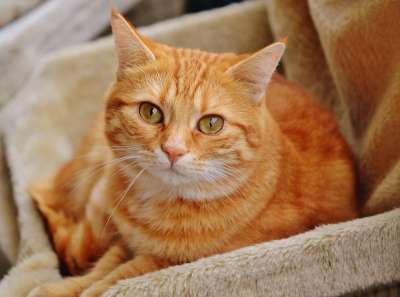猫 宿醉 红色的 可爱的 鲭鱼 老虎 舒适 动物 家猫 毛皮