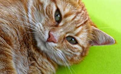 猫 宿醉 红色的 可爱的 鲭鱼 老虎 舒适 动物 家猫 毛皮
