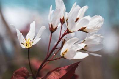 大自然壁纸 自然壁纸 高清壁纸 Shadbush 花 春天 开花