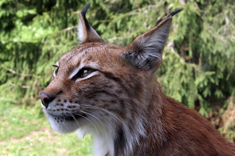 猞猁, Eurasischer 猞猁, 北部猞猁, 猞猁猞猁, 捕食者, 猫