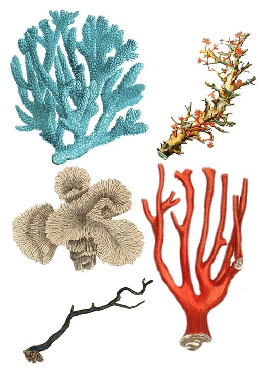 珊瑚 大学 优质的 植物 蓝色的 红色的 海洋 生活 海 海滩