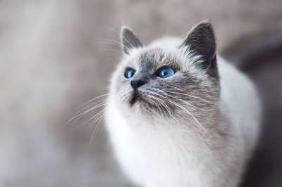 猫 动物 小猫 可爱的 眼睛 胡须 灰猫 灰色的动物 灰色眼睛