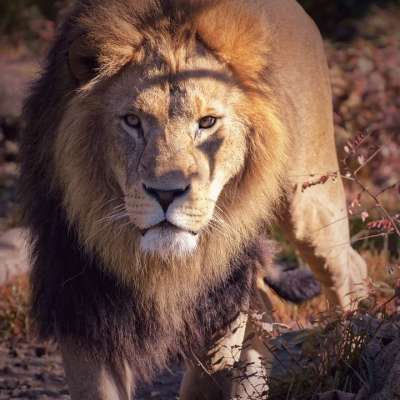 狮子 捕食者 危险的 鬃毛 大猫 男性 动物园 野生动物 非洲