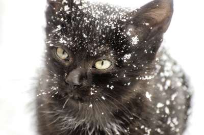 小猫 雪 猫 动物 冬天 宠物 可爱的 白色的 圣诞节 国内的
