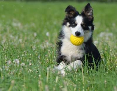 边境牧羊犬 带球的狗 批准 走狗 年轻的狗 游戏 英国牧羊犬 狗