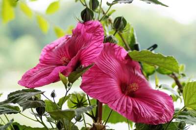 芙蓉 浑 巨大的 花朵 盛开 粉色的 工厂 花园 大