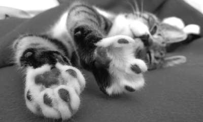 小猫 猫 猫科动物 灰猫