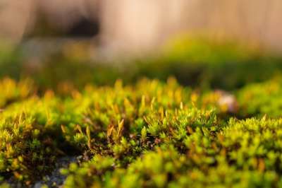 苔藓 自然 森林地面 绿森林的植物 关闭 绿色 植物 野生植物