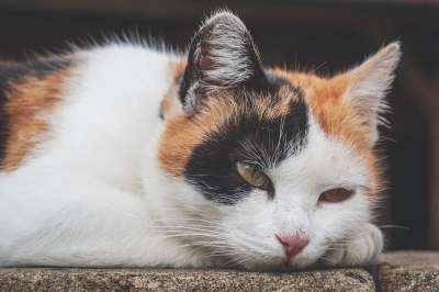猫 三色 幸运猫 家猫 动物 家畜 关闭 女性 优美 轻松
