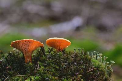 蘑菇 假鸡油菌 杯子编织 根 森林 落下