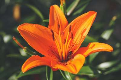 百合 花 橙色百合 蕊 花瓣 橙色花瓣 雌蕊 盛开 开花