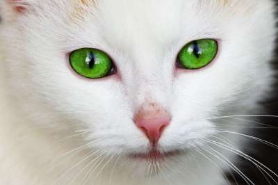 动物 猫 国内的 眼睛 脸 猫科动物 毛皮 绿色 头发 头
