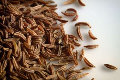 香菜种子 特写 背景 食物 成分 香芹籽 香料 有机的 种子