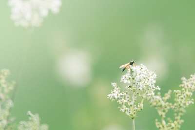 野花 背景 花 关闭 绿色 自然 田野花 尖花 昆虫 植物群