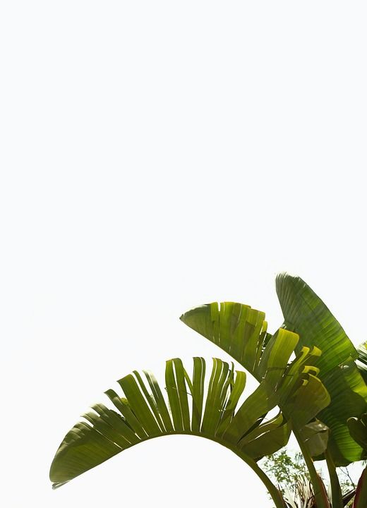 棕榈树 植物 绿色 地中海 棕榈叶 棕榈树 棕榈树 棕榈树