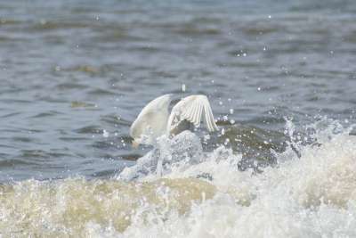 动物 海 河 水边 波 大海 泡沫 气泡 野生鸟 苍鹭 白鹭