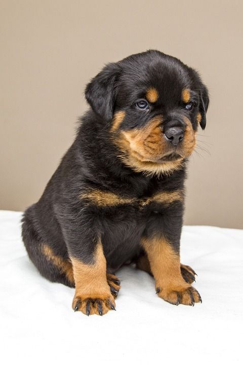 罗威纳犬 小狗 甜的 狗 动物 可爱