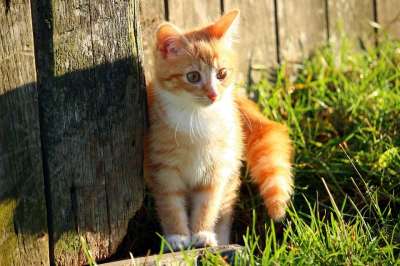 猫 小猫 红虎斑 猫宝宝 年轻的猫 红猫 草 木墙