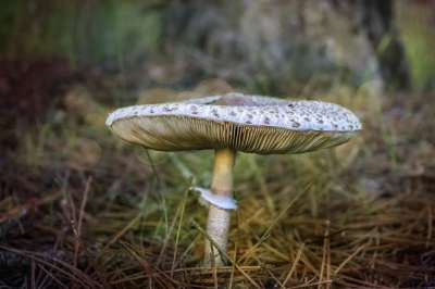 蘑菇 森林 秋天
