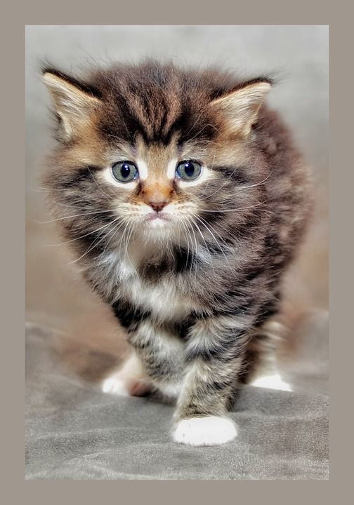 小猫 猫孩子 脾气暴躁的猫 缅因浣熊 年轻的猫 猫宝宝