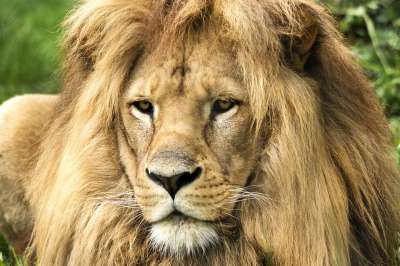 狮子 野猫 捕食者 非洲 动物园 鬃毛 苹果浏览器 男性 野生