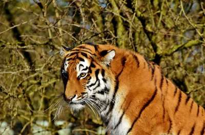 老虎 虎头 大猫 捕食者 野猫 危险的 西伯利亚虎 晶须 大华