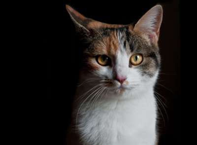 猫 看 明暗对比