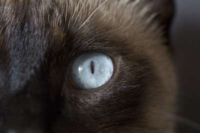 猫 眼睛 看 虹膜 蓝色的 宏 看法 猫眼 暹罗猫 猫科动物