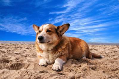 威尔士柯基犬 狗 宠物 动物 海滩 荷兰