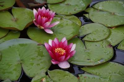 荷花 粉色的 池塘 花园 水性 工厂 盛开 Stulik 树叶