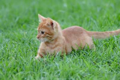 猫 红色的 小猫 游戏 玩 鲭鱼 家猫 俏皮的 可爱的 猫宝宝