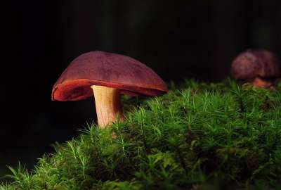 女巫牛肝菌 蘑菇 森林蘑菇 Lur形新孢子虫 苔藓 森林 荒野