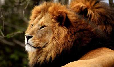 狮子 捕食者 危险的 鬃毛 大猫 男性 动物园 野生动物 非洲