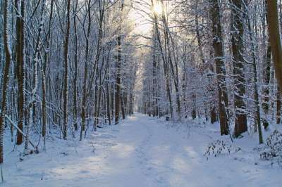 森林 雪 冬天 小路 冬季魔法 冬季景观 追踪 阳光 太阳