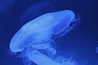 海蜇 生 格拉纳达 西安大路 西班牙 公园 科技园 水族馆 淹没