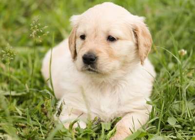 小狗 金毛猎犬 狗 在免费 年轻 家畜 动物 说谎 草地 草