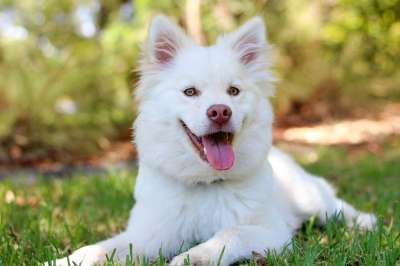 狗 小狗 Lapphund 爱 可爱的 婴儿 白色的 奶油 动物