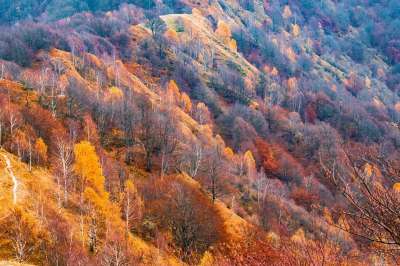 景观 山 森林 秋天的颜色 爬坡道