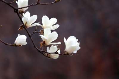 大自然 树 花 季节 玉兰 白玉兰 花树 美丽的 春天