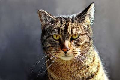 猫 猫科动物 哺乳动物 动物 老虎 肖像 可爱 小猫 毛皮