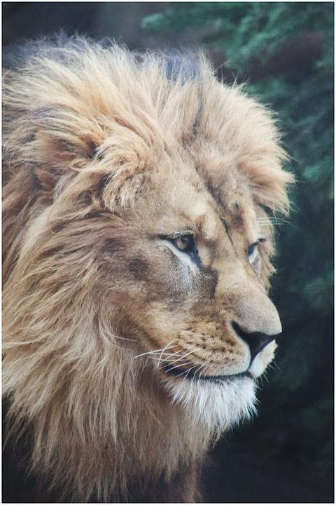 狮子 鬃毛 大猫 猫 肖像 力量 怒吼 看法 大 男性 荒野