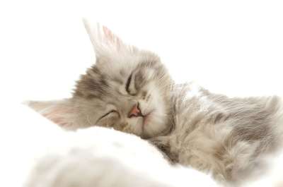 猫 家畜 年轻的猫 动物 家猫 小猫