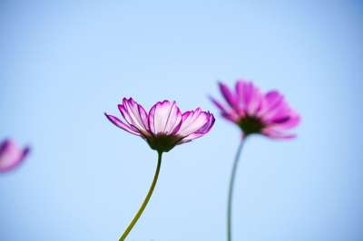 花 宇宙 花瓣 植物群 植物学 秋天 特写
