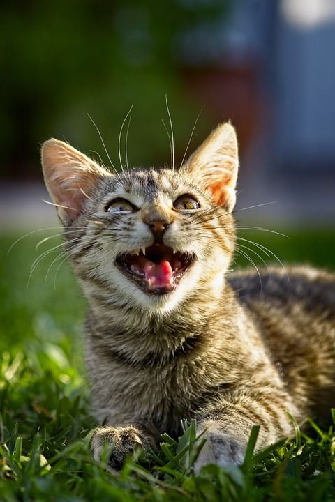 猫 宠物 眼睛 小猫 猫科动物 动物 野生的 老虎 皮毛 肖像