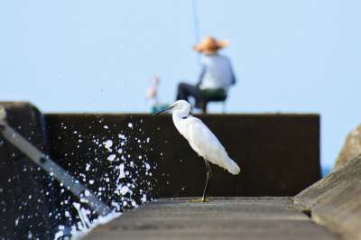 动物 海 河 水边 波 大海 防波堤 钓鱼 垂钓者 野生鸟