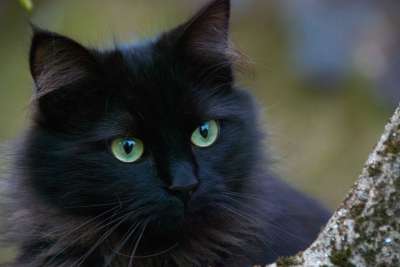 黑猫 猫 猫的肖像