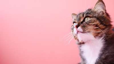 可爱 猫 眼睛 动物 宠物 猫眼 毛皮 小猫
