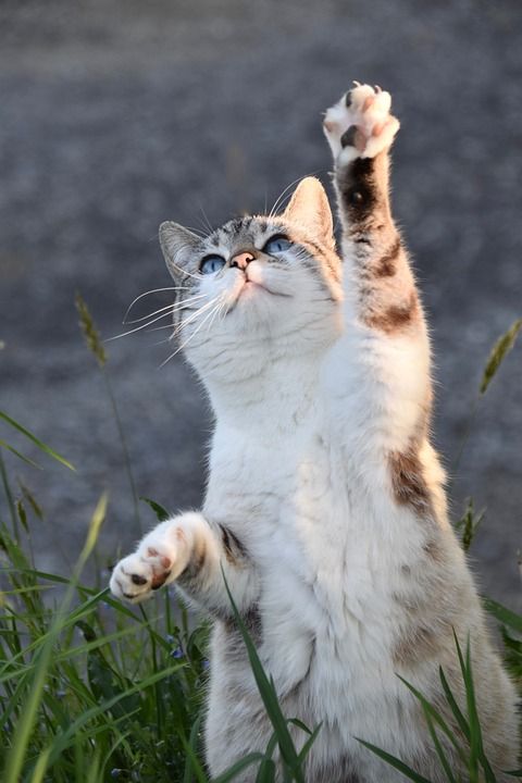 猫 小猫 猫科动物 阴云 猫平衡 自然 猎人的猫 猫咪 女性