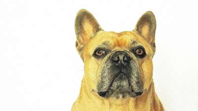 法国斗牛犬 狗 肖像 头 脸 宠物 动物 犬类 可爱的 狗肖像