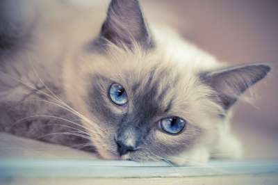猫咪 动物 布偶猫 猫咪 布偶猫 布偶猫 布偶猫 布偶猫 布偶猫